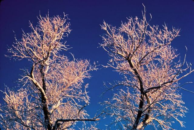 Willows in the Snow Picture