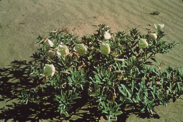 Eureka Evening Primrose Picture