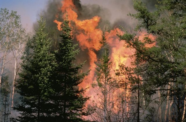 WO4810 Forest Fire in Colorado Picture