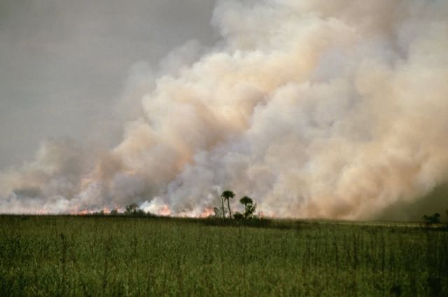 Prescribed Burn for Habitat Management Picture
