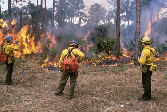 WO4950 Prescribed Burn Picture