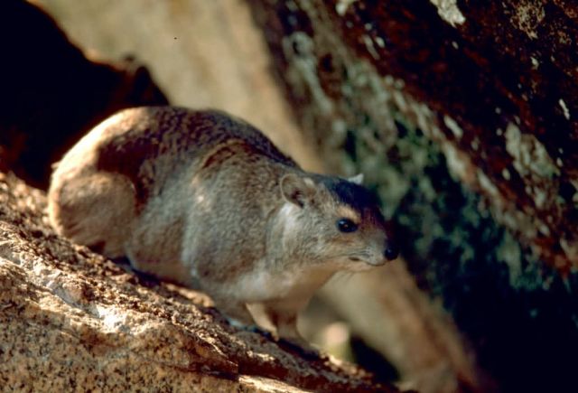 Rock Hyrax Picture