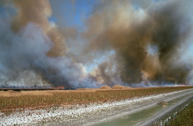 Prescribed Burn for Habitat Management Picture