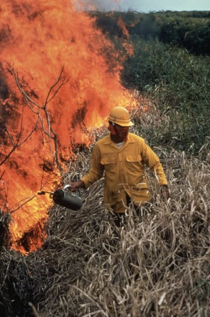 WO3352 Control Burn Picture