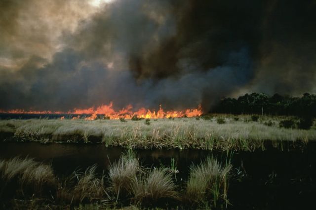 Prescribed Burn Picture