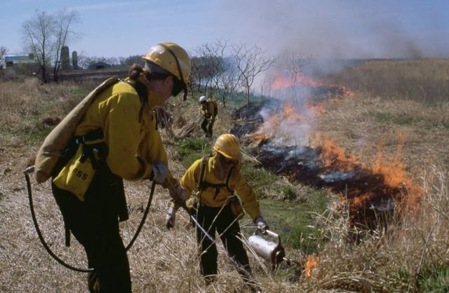 WO510 Prescribed Burn Picture
