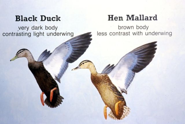 Black Duck and Hen Mallard Characteristics Comparison Diagram Picture