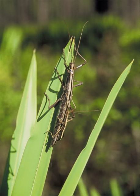 Walking Stick Picture
