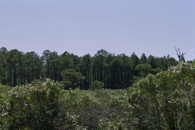 WO8496 Low Tree Pocosin, Alligator River NWR Picture