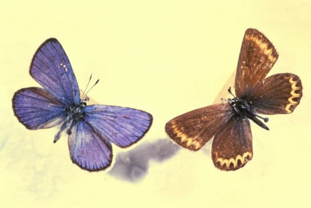 Lotis Blue Butterfly Picture