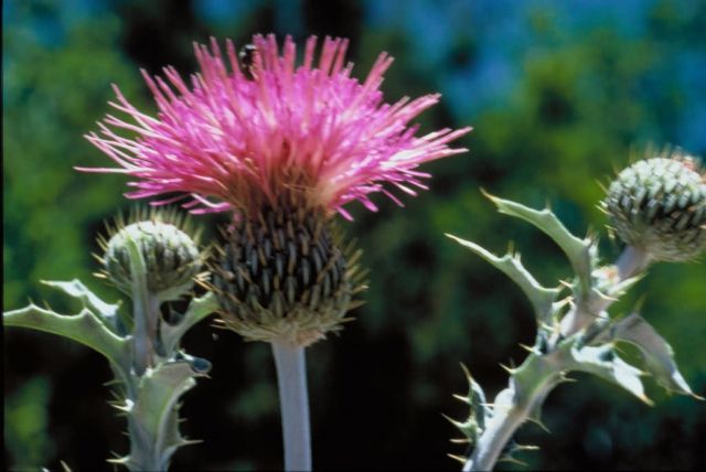 Thistle Picture