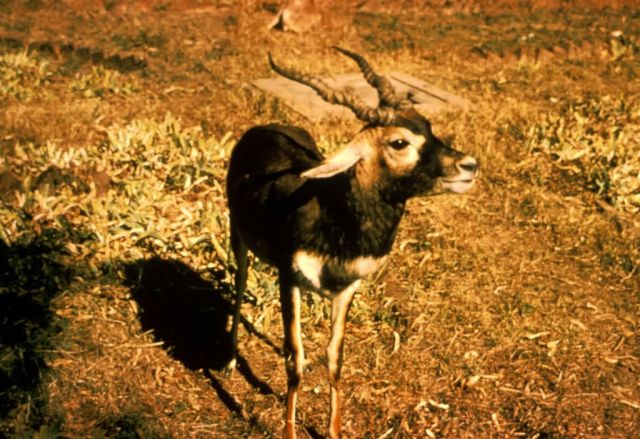 Blackbuck Antelope Picture