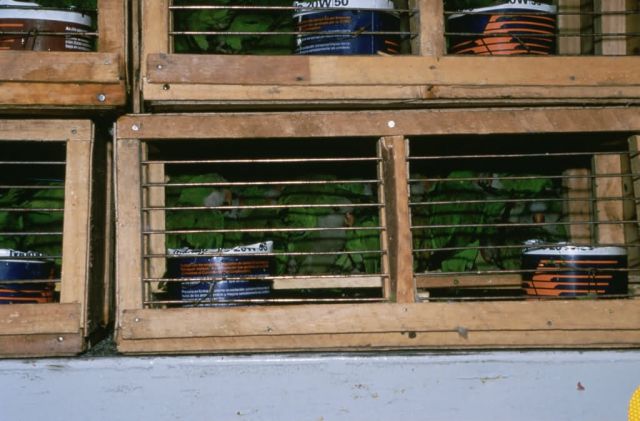 Inspection Of Quaker Parakeets Picture
