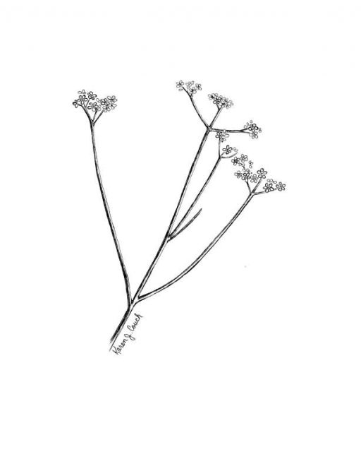 Harperella Picture