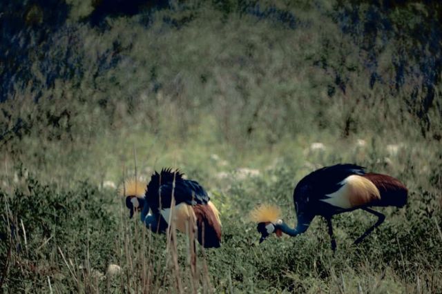 Crowned Cranes Picture