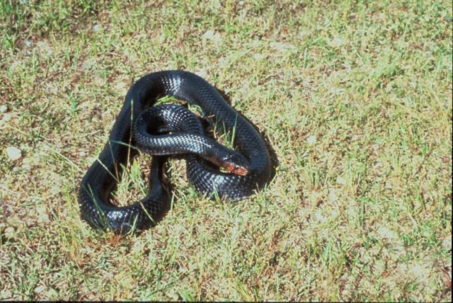 Eastern Indigo Snake Picture