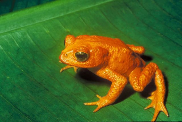 Monte Verde Toad Picture