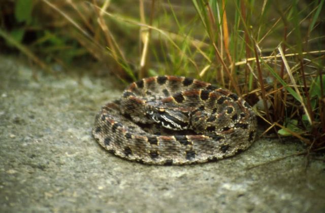 Pigmy Ratttlesnake Picture