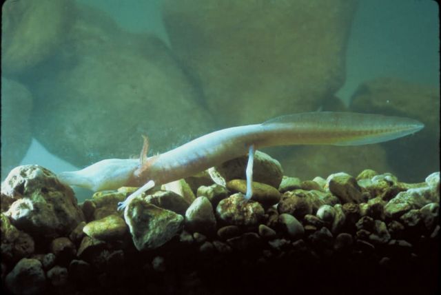 Texas Blind Salamander Picture