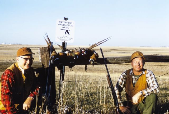 Hunting Pheasant Picture