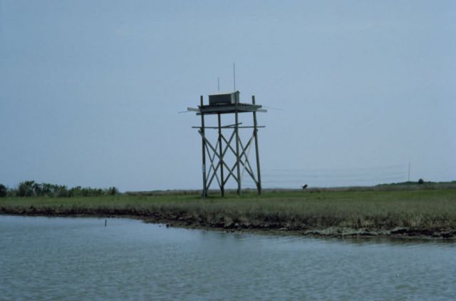 WO5088 Hack Tower, Martin National Wildlife Refuge Picture