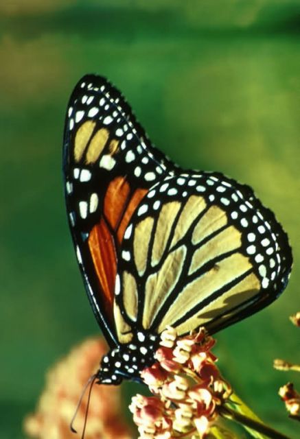 Monarch Butterfly Picture