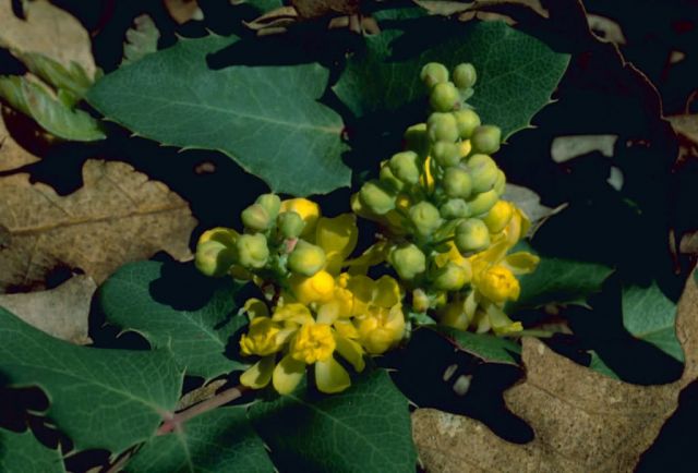 Oregon Grape Picture