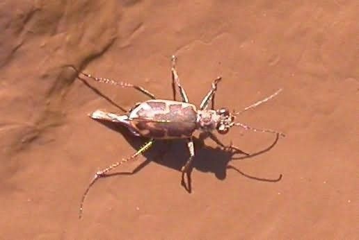 WOE98 Salt Creek Tiger Beetle Picture