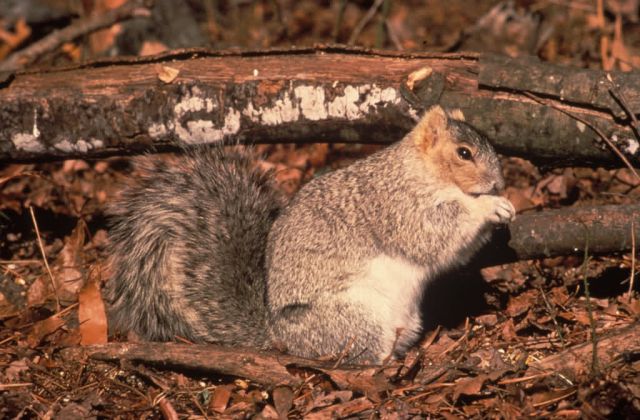 WO2414 Delmarva Fox Squirrel Picture