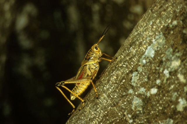 Grasshopper Picture