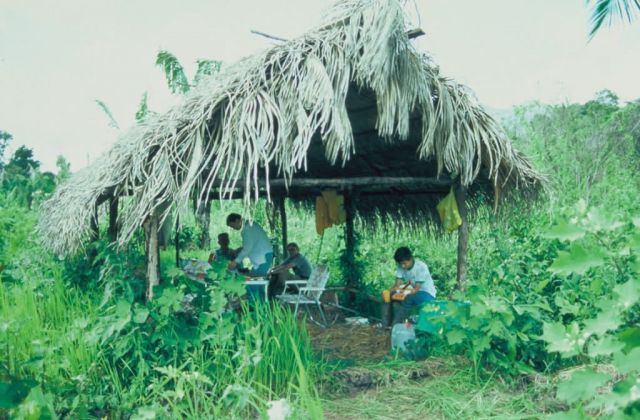 Banding station in Belize Picture
