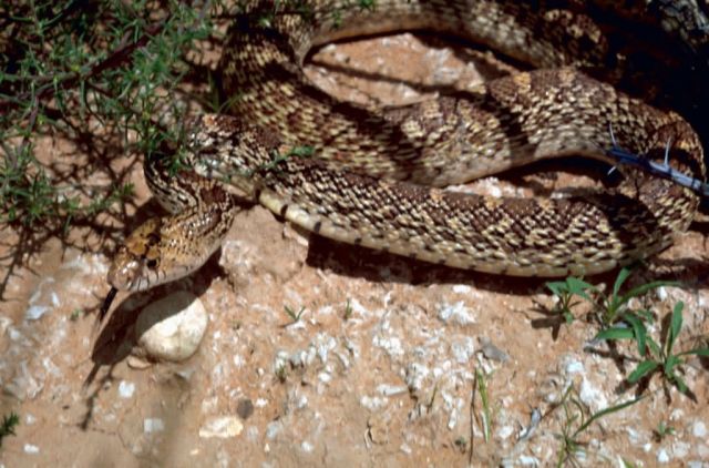 Bullsnake Picture