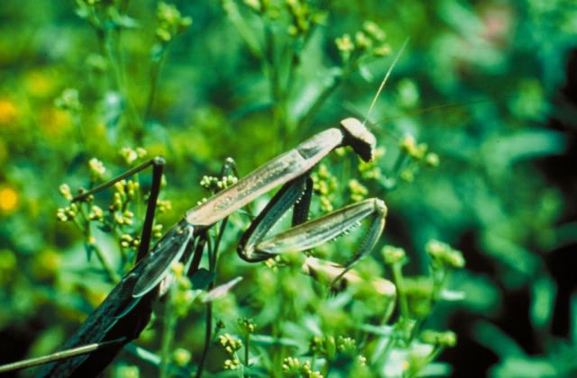 Praying Mantis Picture