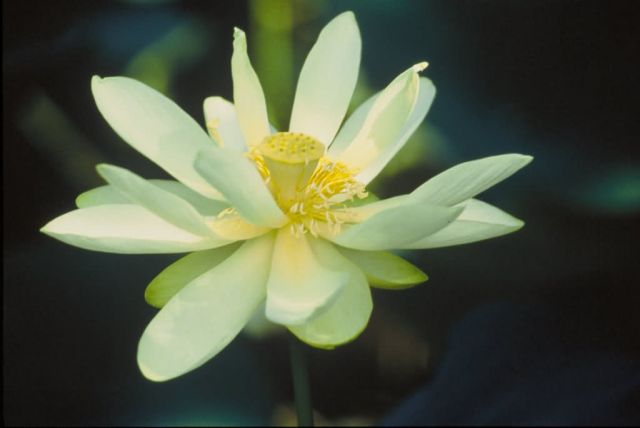 Lotus Flower Picture