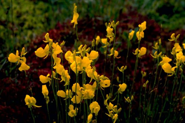 Bladderwort Picture