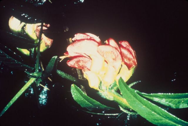 Hawaiian wild broad bean (vetch) Picture