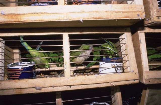 Inspection 0f Quaker Parakeets Picture
