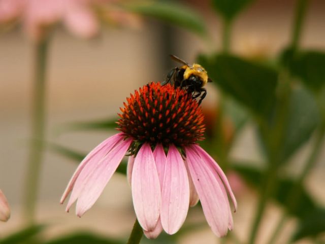 WOE234 Purple Coneflower Picture