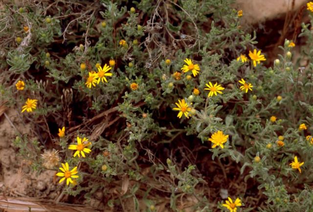 Groundsel Picture