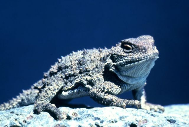 Pygmy Horned Lizard Picture