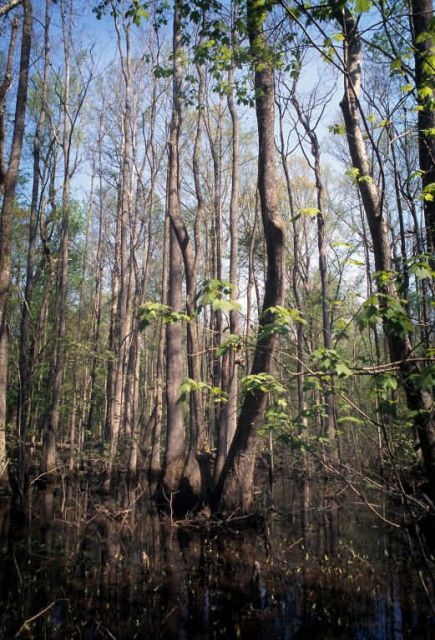 WOE116 Conservation Easement in Virginia Picture