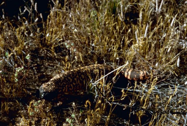 Gila Monster Picture