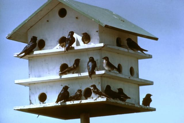 Purple Martin Bird House Picture