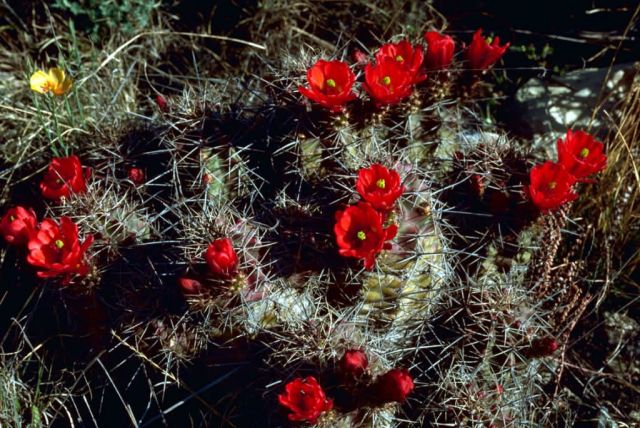 Claret Cup Cactus Picture