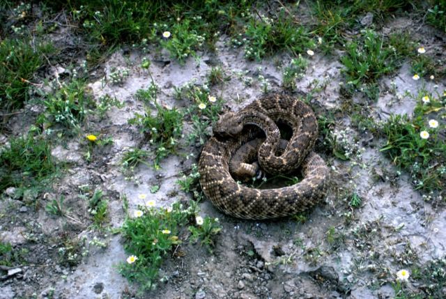 Western Diamondback Rattlesnake Picture