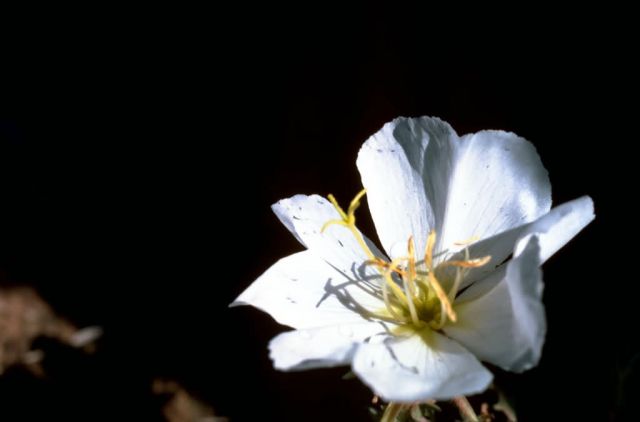 Evening Primrose Picture