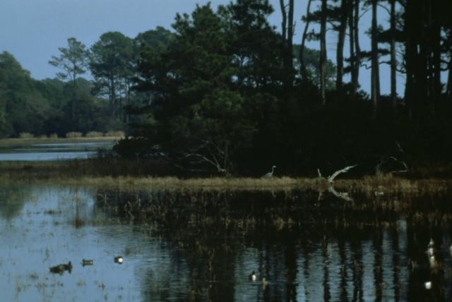 WO3986 Chincoteague Panorama Picture