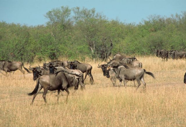 White-bearded Wildebeaste Picture