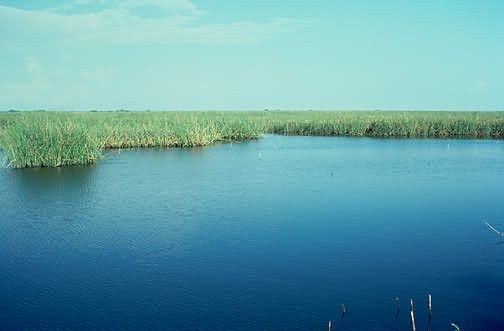 WO4782 Spartina Marsh along Texas Coast Picture