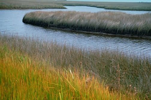 WO4918 Wetland, St. Marks NWR Picture